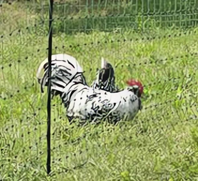 Síťová ohrada králík, slepice, jehňata 50m zelená, 106cm vysoká, jednohorotá