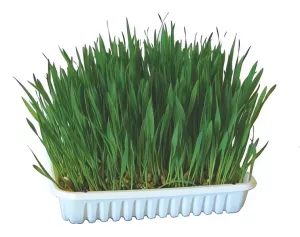 Tráva pro hlodavce 100g
